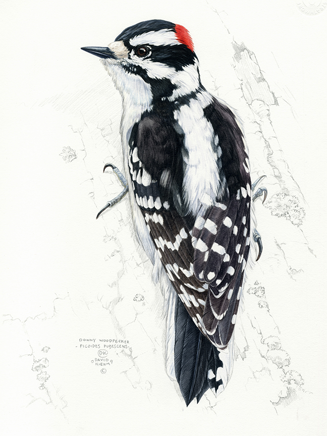DK – zVignette – Downy Woodpecker © David Kiehm