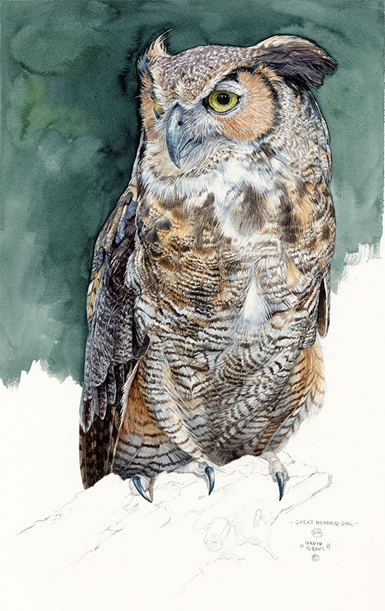 DK – zVignette – Great Horned Owl © David Kiehm