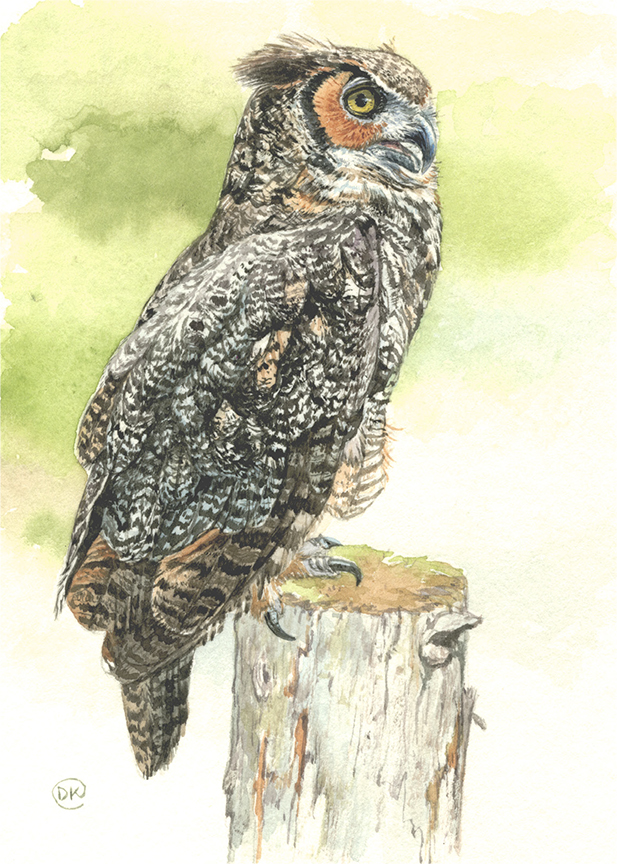 DK – zVignette – Great-horned Owl © David Kiehm