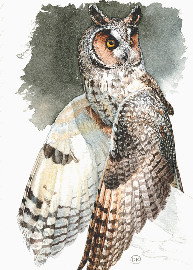 DK – zVignette – Long-earred Owl © David Kiehm