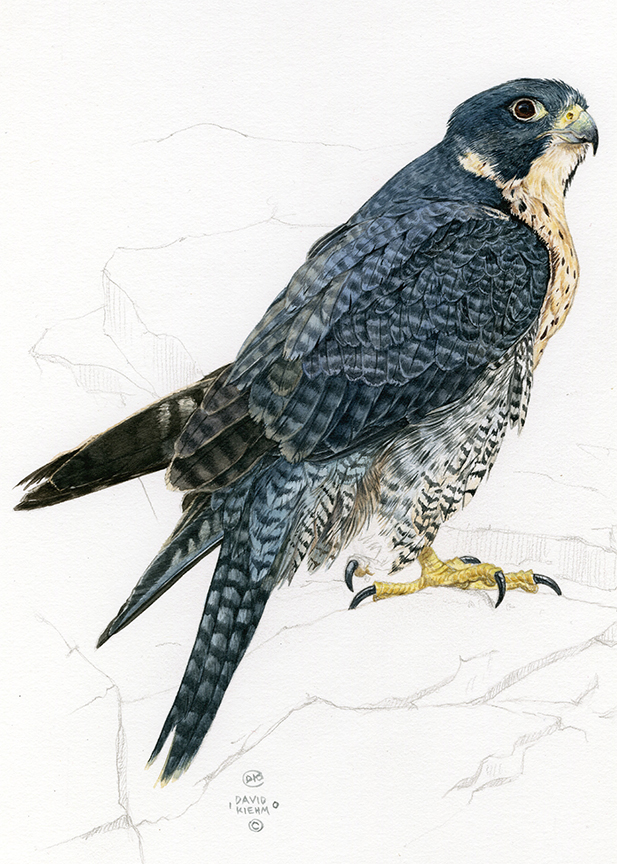 DK – zVignette – Peregrine Falcon © David Kiehm