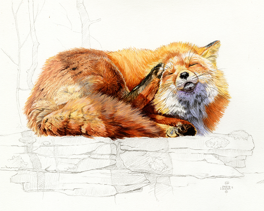 DK – zVignette – Red Fox © David Kiehm