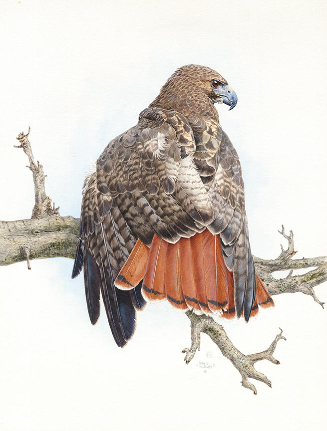 DK – zVignette – Redtail Hawk © David Kiehm (2)