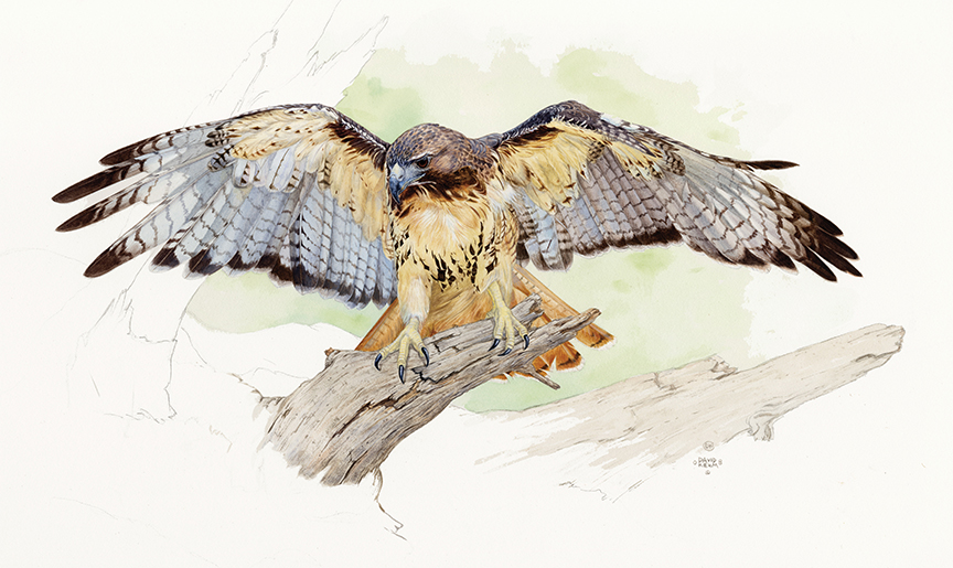 DK – zVignette – Redtail Hawk © David Kiehm