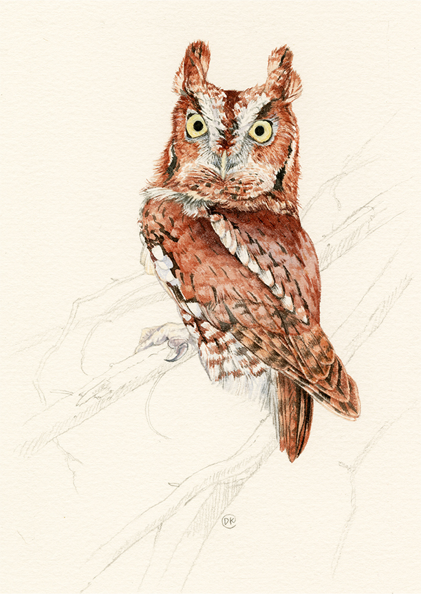 DK – zVignette – Screech Owl Stare © David Kiehm
