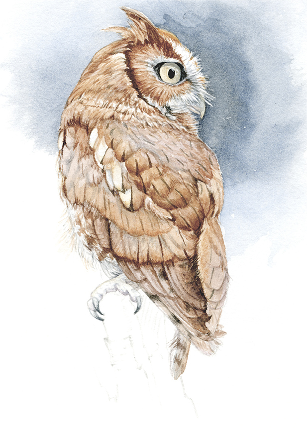 DK – zVignette – Screech Owl © David Kiehm (2)