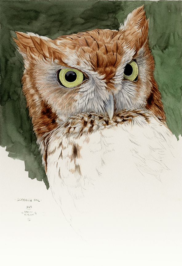DK – zVignette – Screech Owl © David Kiehm