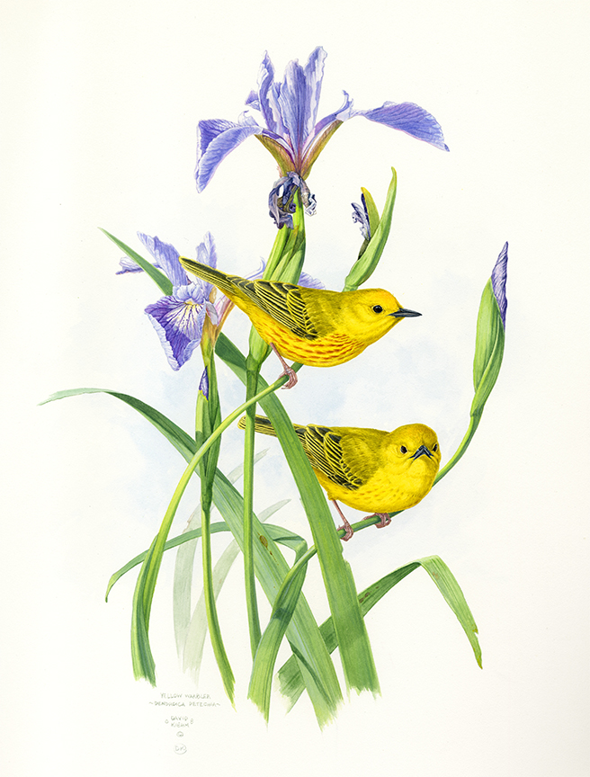 DK – zVignette – Yellow Warbler with Iris © David Kiehm