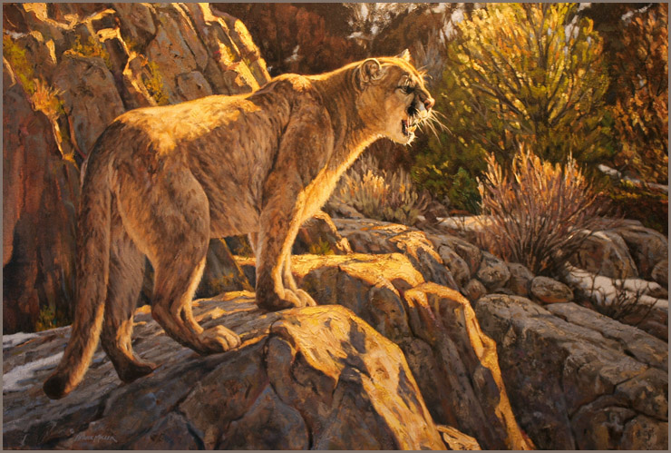 BM2 – Cry of the Cougar © Bruce Miller