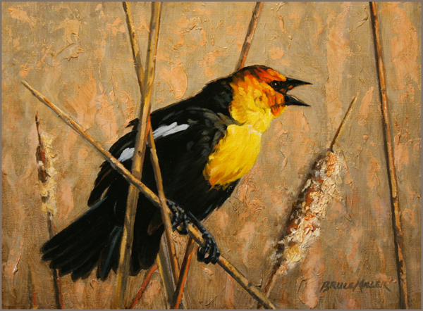 BM2 – Old Yellar – Yellow Headed Blackbird © Bruce Miller