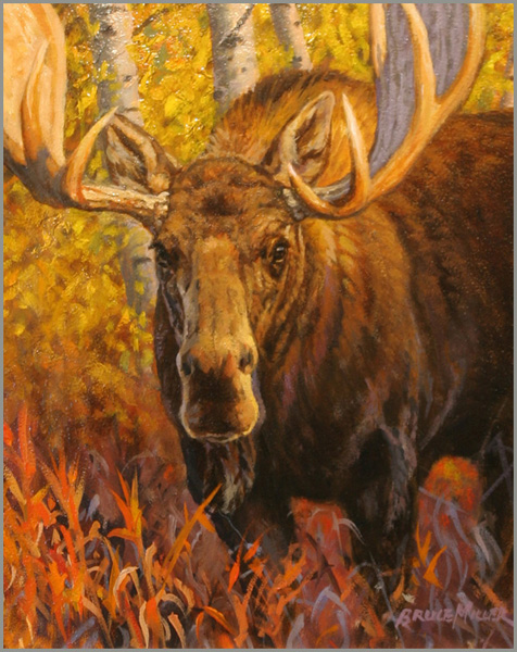 BM2 – Sunlit Moose Study © Bruce Miller