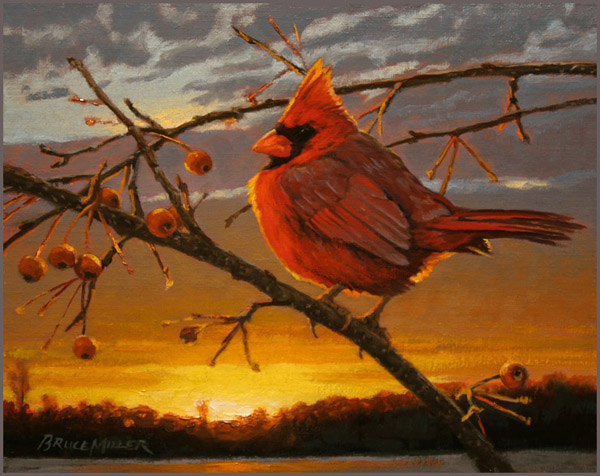 BM2 – Sunset Cardinal © Bruce Miller