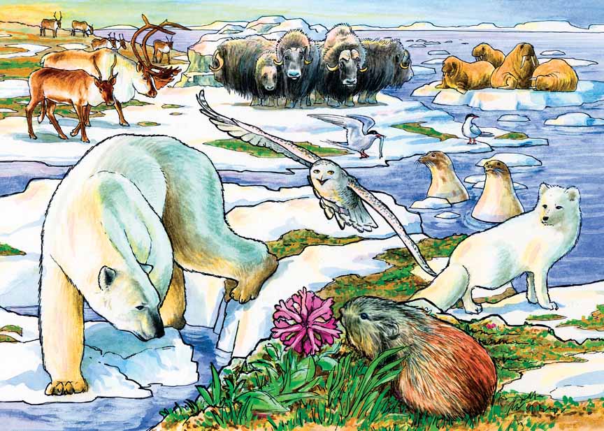 CHIC – Arctic Adventure 58807 © Cobble Hill Puzzle Company