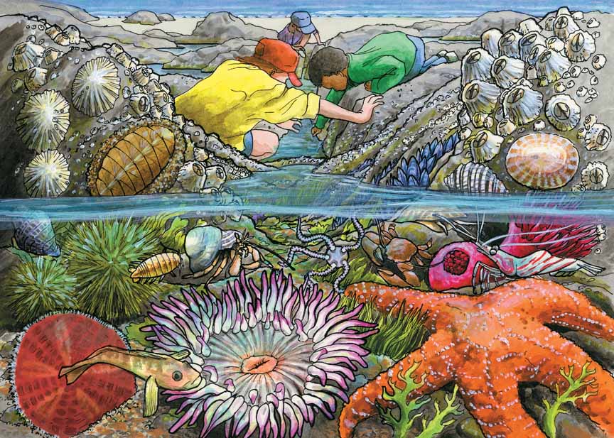 CHIC – Exploring the Seashore Tray 58805 © Cobble HiIll Puzzle Company