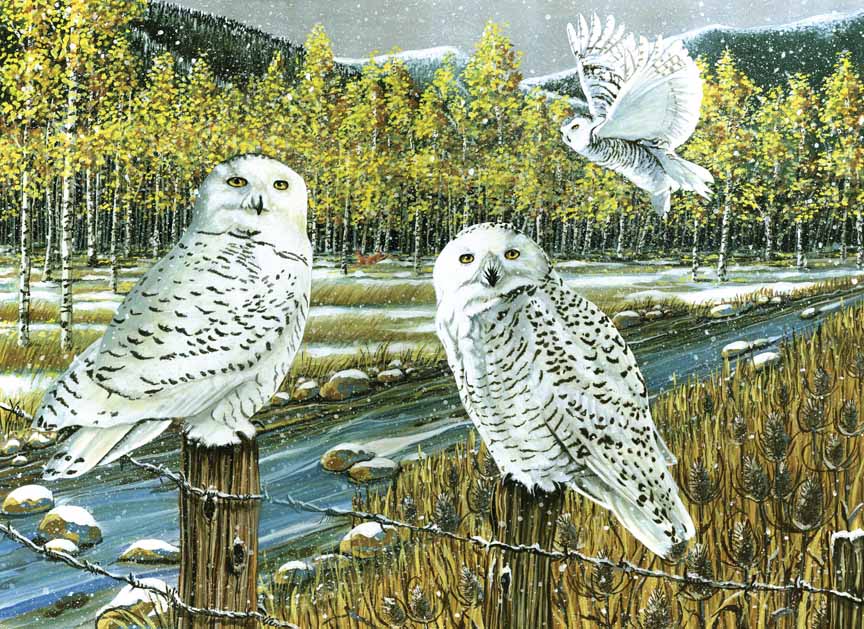 CHIC – Snowy Owls © Cobble Hill Puzzle Company