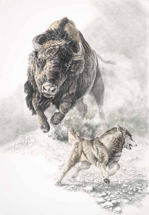 CW – Bison Chasing Wolf © Christopher Walden