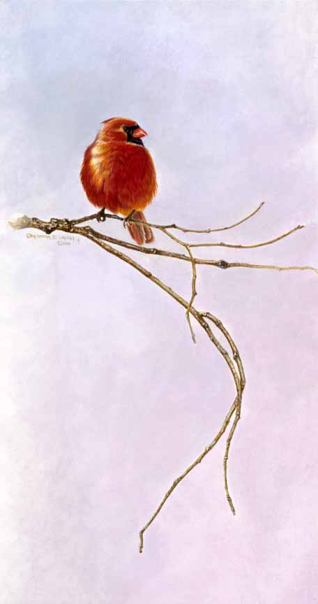 CW – Cardinal Branch © Christopher Walden