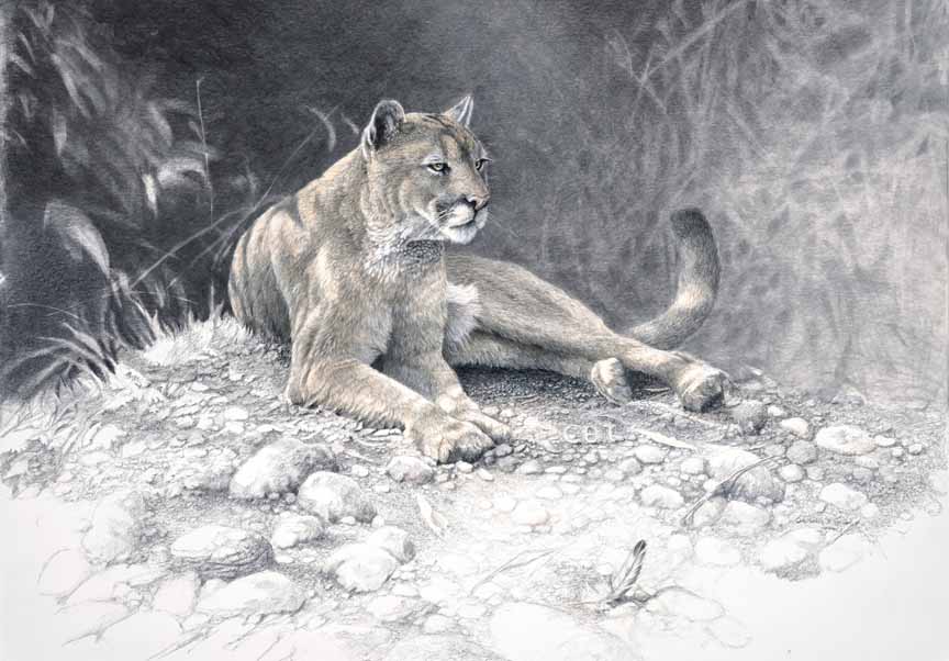CW – Cougar © Christopher Walden