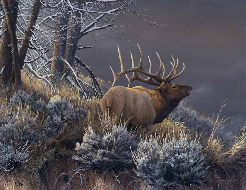 CW – Distant Thunder-Elk © Christopher Walden