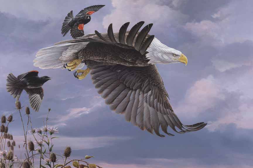 CW – Eagle and Redwinged Black Birds © Christopher Walden