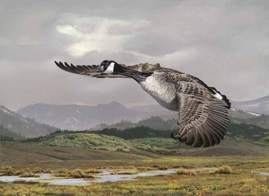 CW – Goose Flying © Christopher Walden
