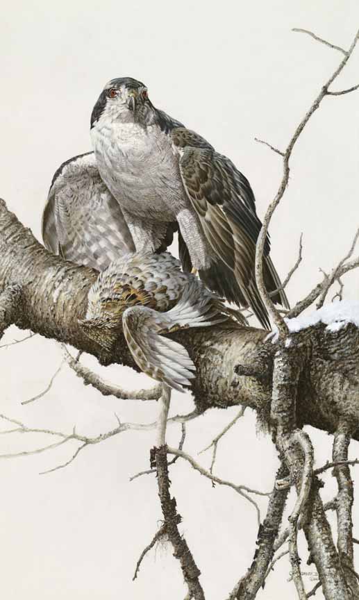 CW – Goshawk and Grouse © Christopher Walden