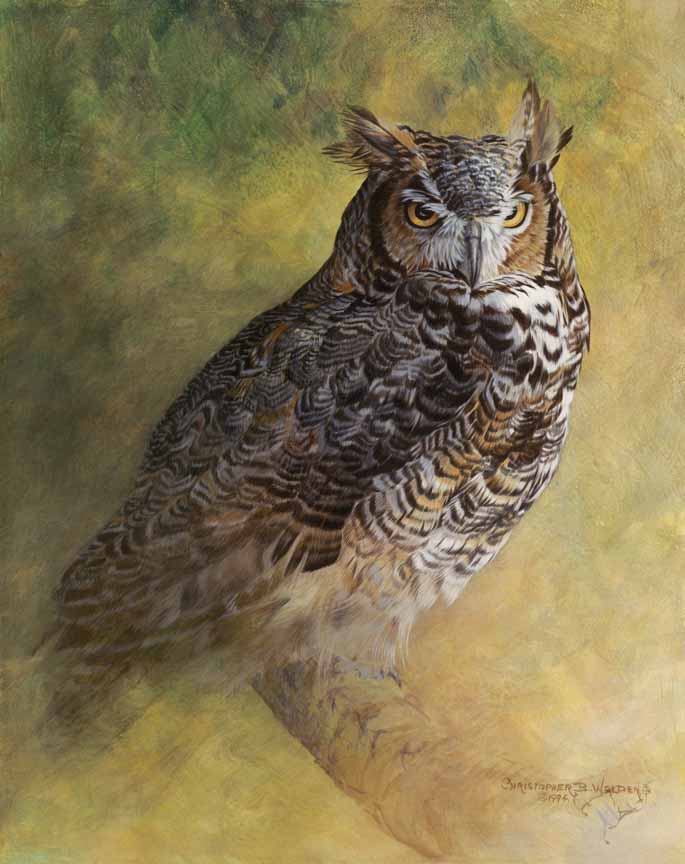 CW – Great Horned Owl 2 © Christopher Walden