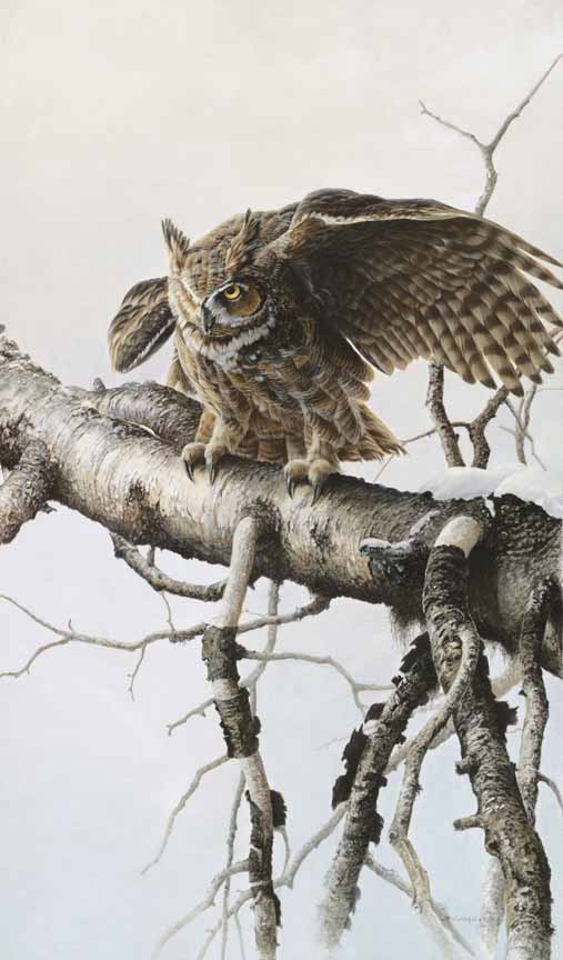 CW – Great Horned Owl 3 © Christopher Walden