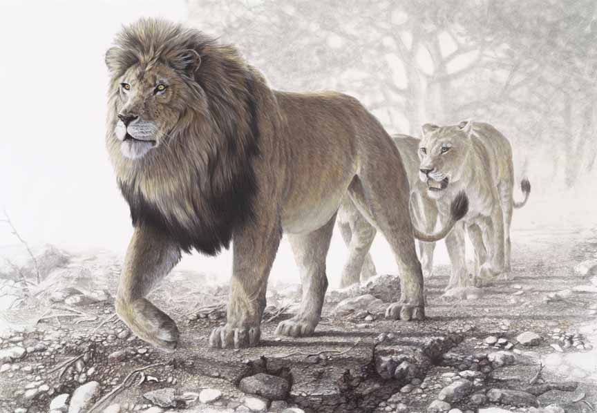 CW – Lion Pride © Christopher Walden