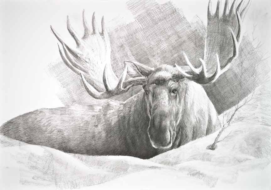 CW – Moose Drawing © Christopher Walden