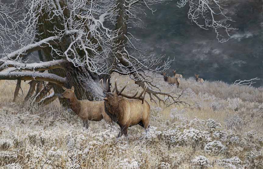 CW – Morning Sage – Elk © Christopher Walden