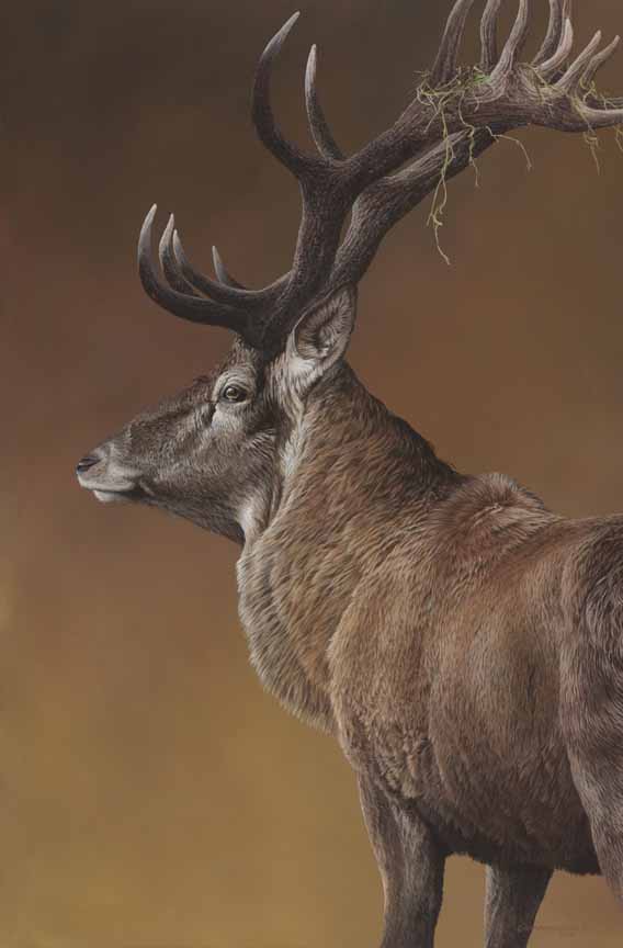 CW – New Zealand Red Deer © Christopher Walden