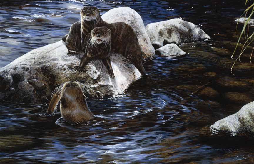 CW – Otters © Christopher Walden