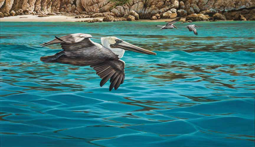 CW – Pelicans © Christopher Walden