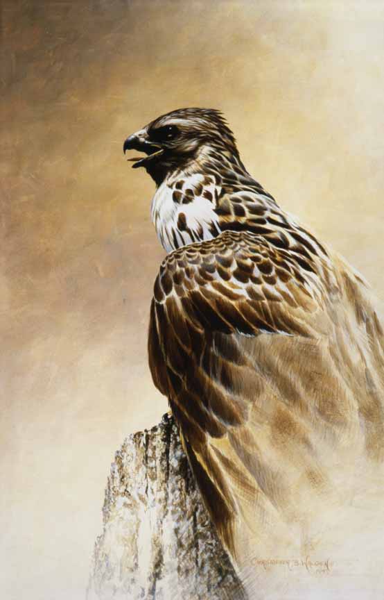 CW – Red Tailed Hawk 2 © Christopher Walden