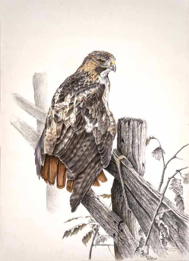 CW – Red Tailed Hawk © Christopher Walden