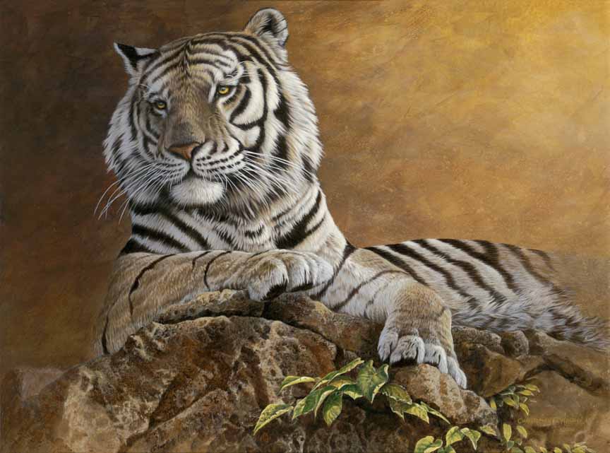 CW – Siberian Tiger © Christopher Walden