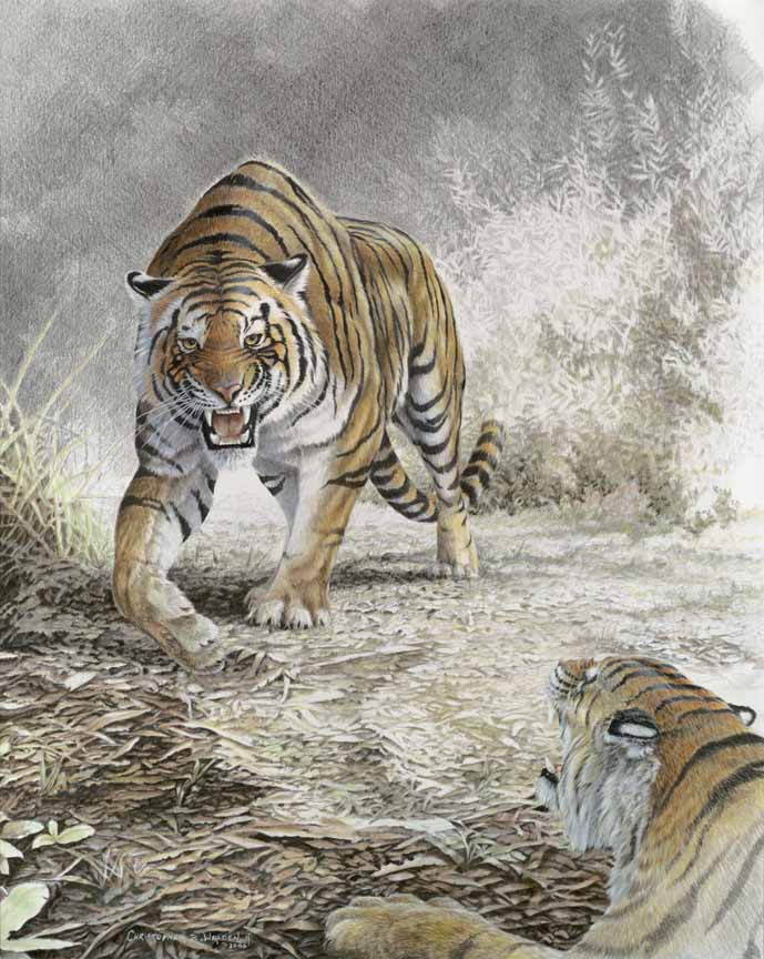 CW – The Dispute – Tigers © Christopher Walden