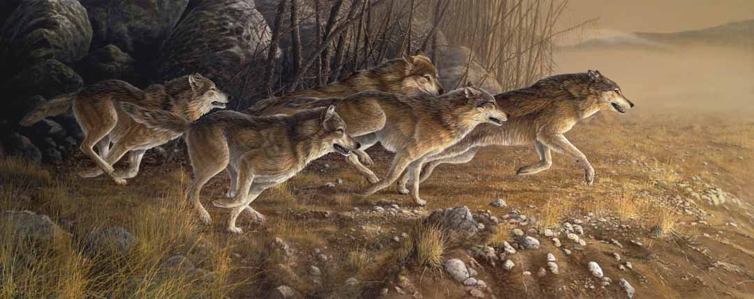 CW – Wolf Pack © Christopher Walden