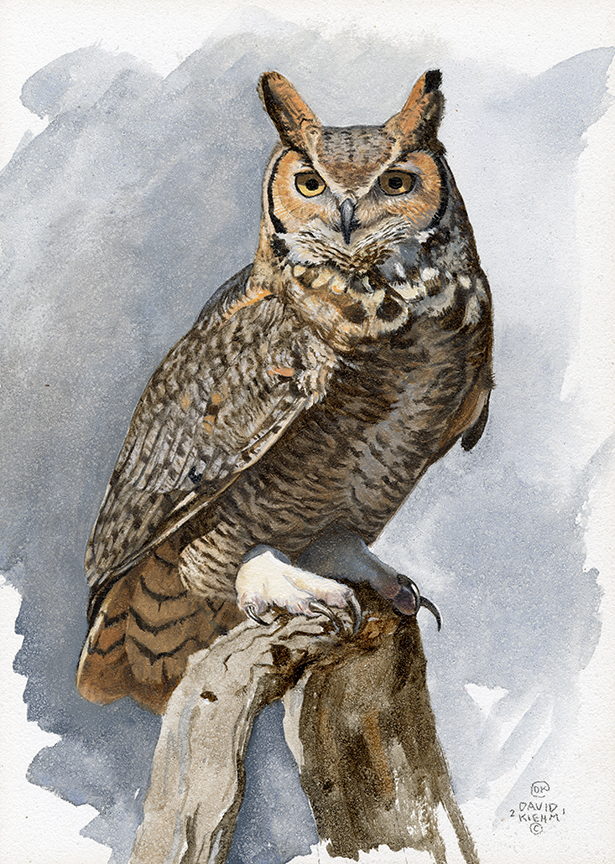 DK – Great-horned Owl Study 21-0386 © David Kiehm
