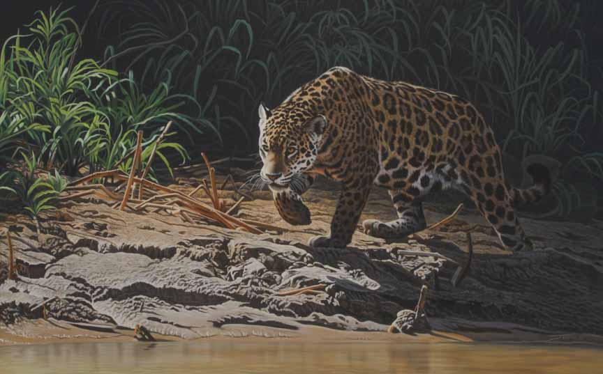 CJ2 – Pantanal Huntress © Clinton Jammer
