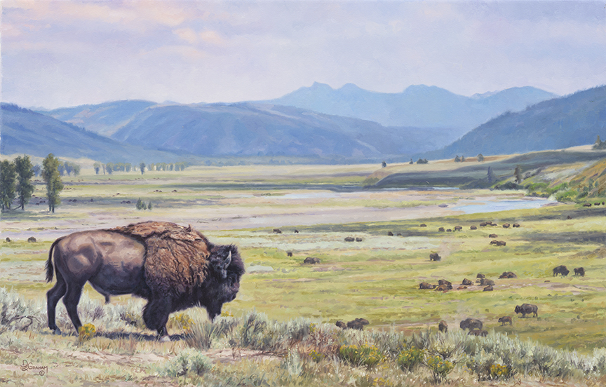 DG1 – King of Yellowstone © David Graham