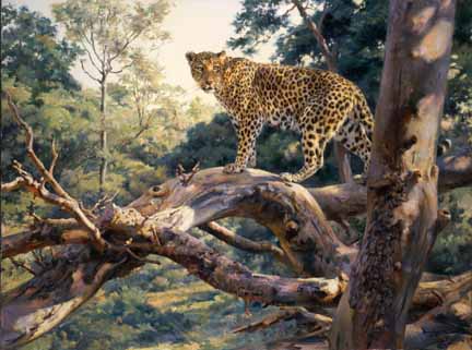 DG2 – African Leopard © Donald Grant