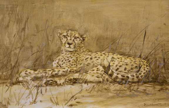 DG2 – Cheetah Drawing 3 © Donald Grant
