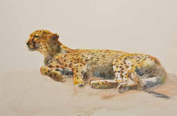 DG2 – Cheetah Drawing © Donald Grant