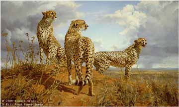 DG2 – Cheetah Trio © Donald Grant
