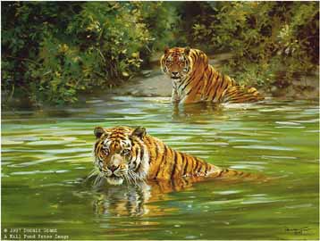 DG2 – Cool Cats – Tigers © Donald Grant