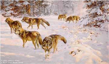 DG2 – Evening Foray – Grey Wolves © Donald Grant