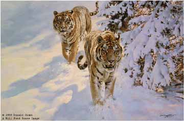 DG2 – Siberian Snow – Tigers © Donald Grant
