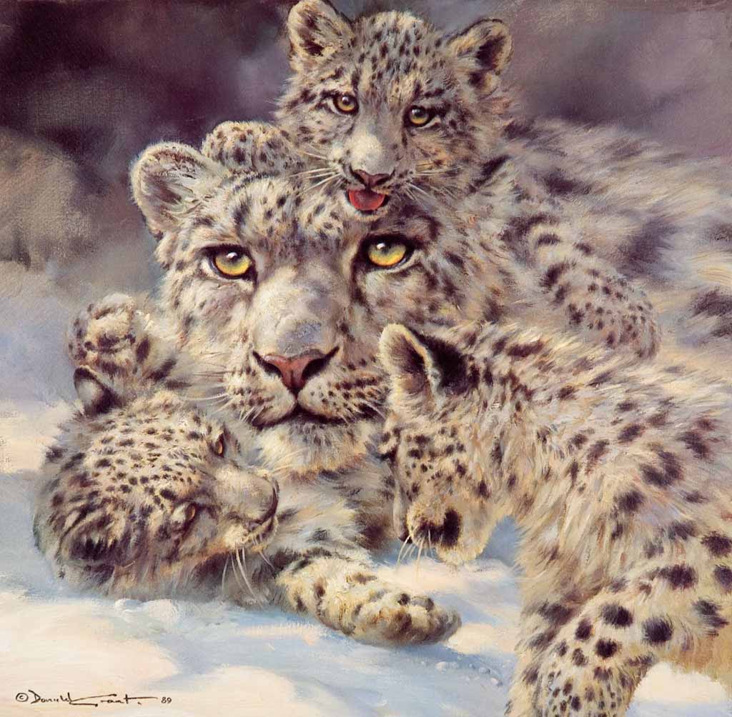 DG2 – Snow Leopard and Cubs © Donald Grant